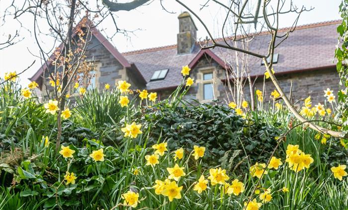 Penrhiw Daffodils